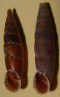 Charpentieria (Itala)&nbsp;itala punctata